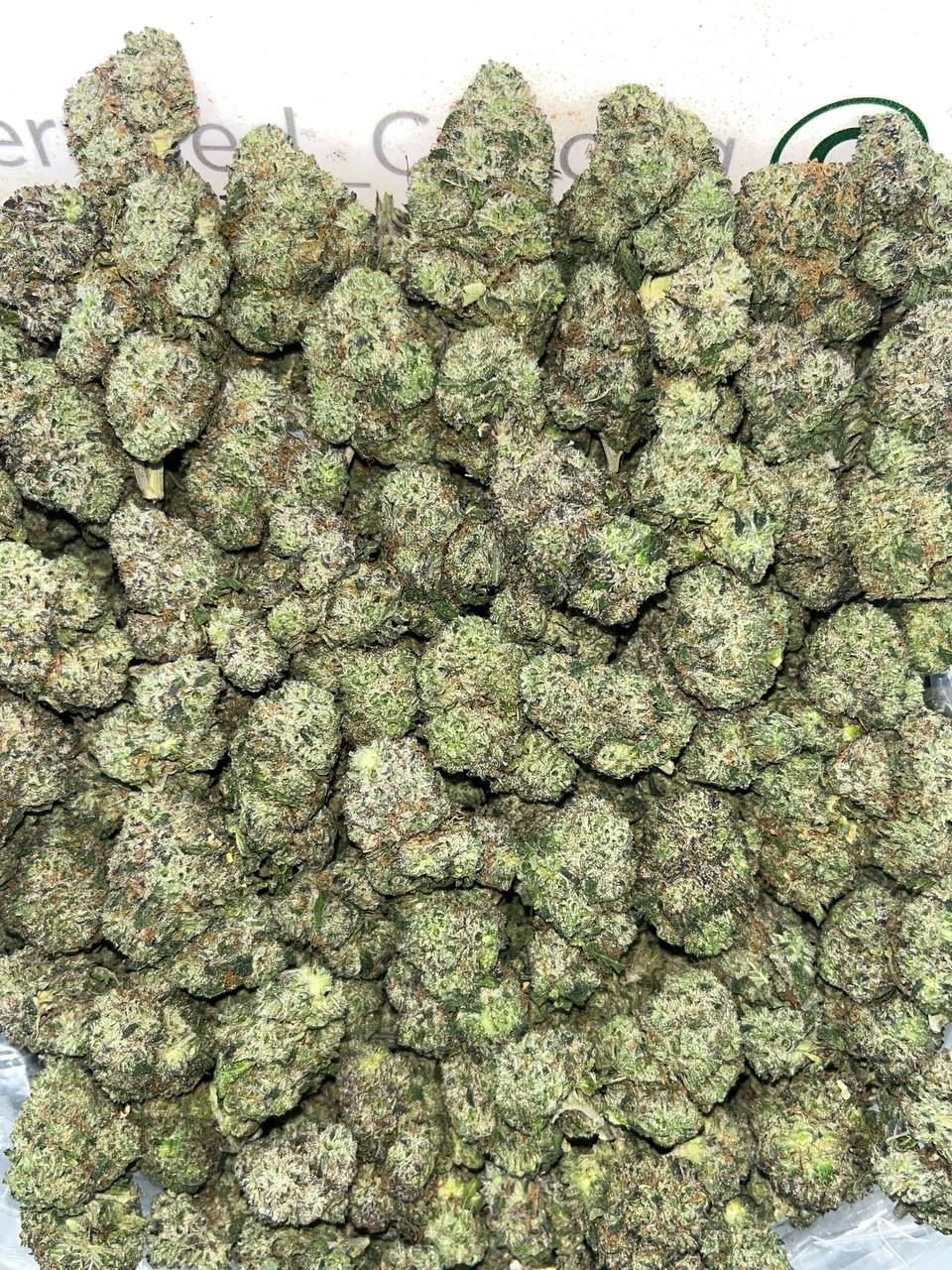Caribbean Peach