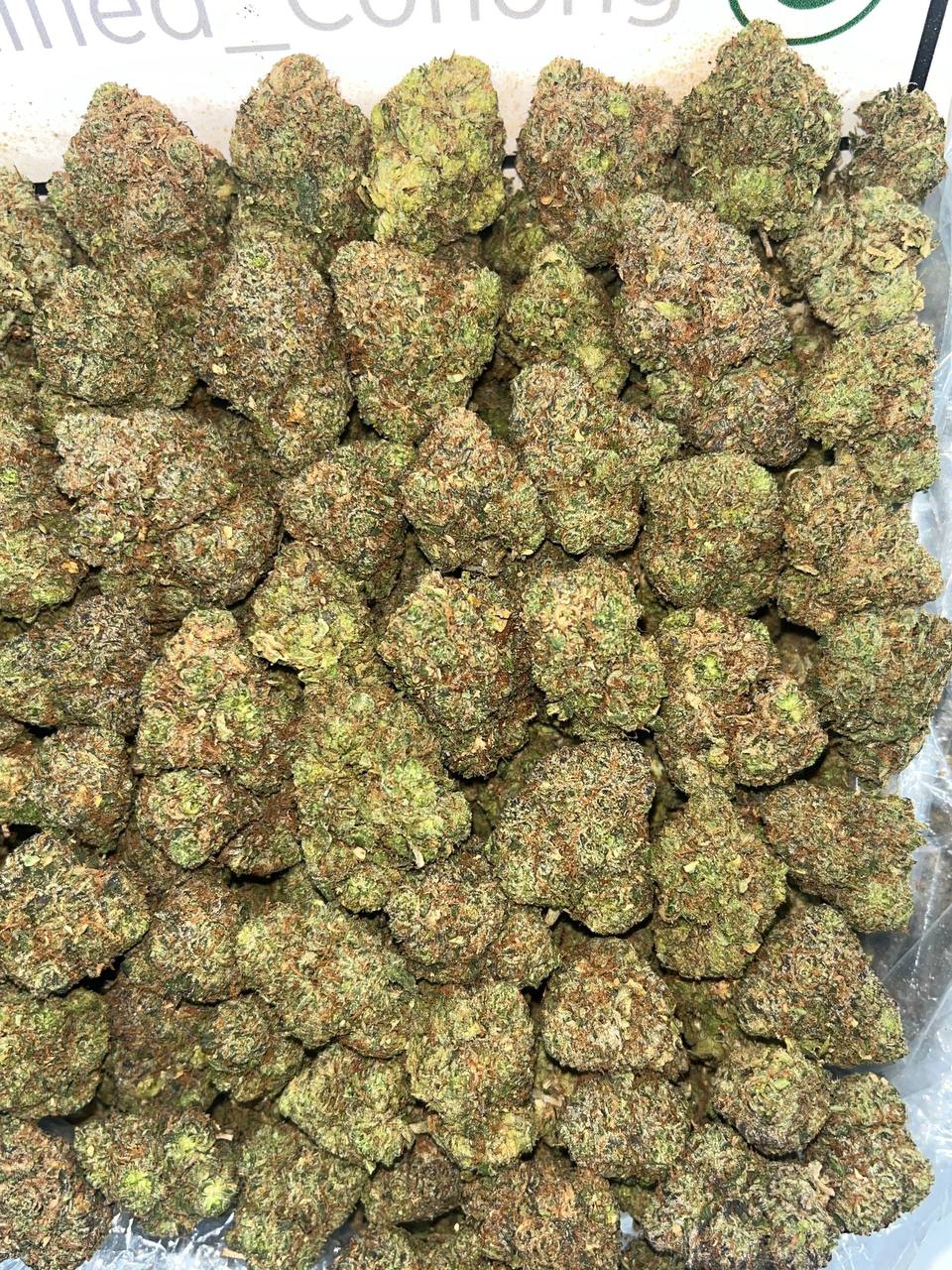 Gelato 33